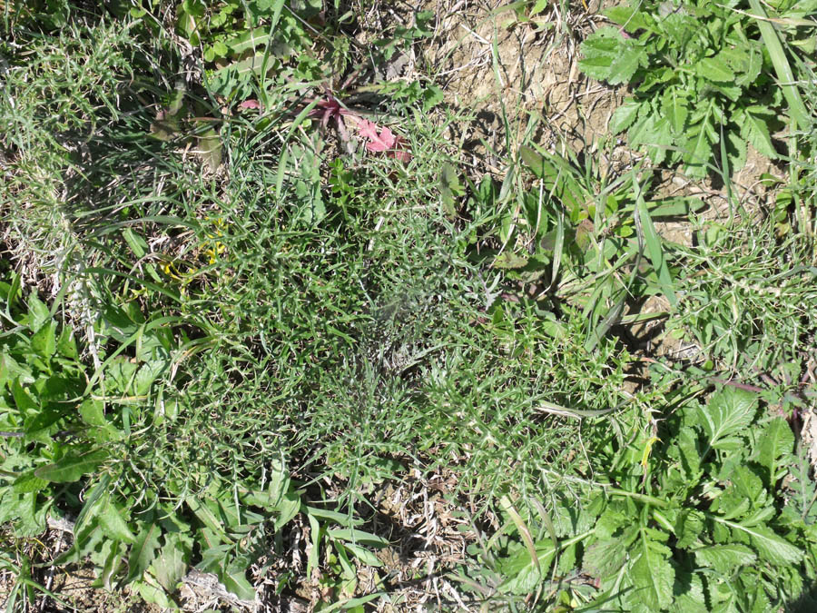 Cynara cardunculus maremmano